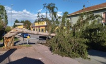 Albero abbattuto dal vento, traffico bloccato in via Torino LE FOTO