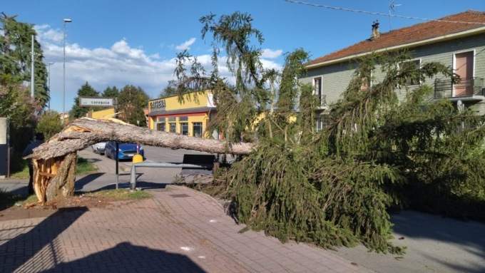 Albero abbattuto dal vento, traffico bloccato in via Torino LE FOTO