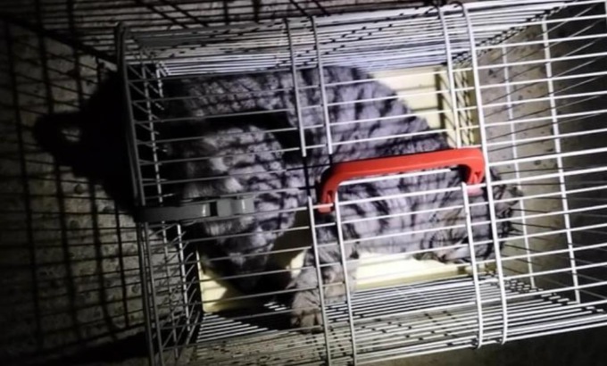 Investe un gatto e scappa: si cerca l’automobilista
