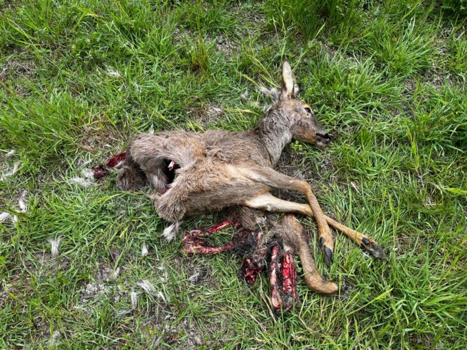 I lupi tornano vicini alle case di Verrua Savoia dove è stato trovato un capriolo morto, sbranato.