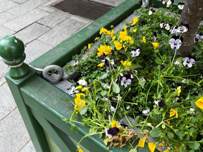 Rotti i fiori in centro città, caccia ai vandali