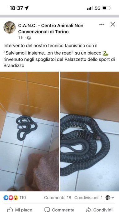 Serpente recuperato negli spogliatoi del Palazzetto dello Sport di Brandizzo