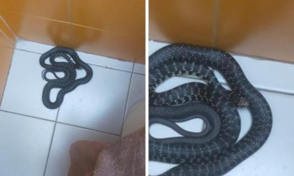 Serpente recuperato negli spogliatoi del Palazzetto dello Sport di Brandizzo