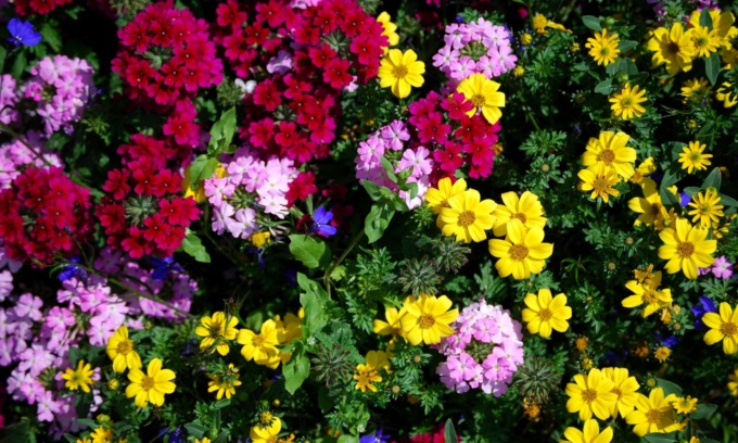 In regalo con la Nuova Periferia i semi di coloratissimi Fiori d’estate