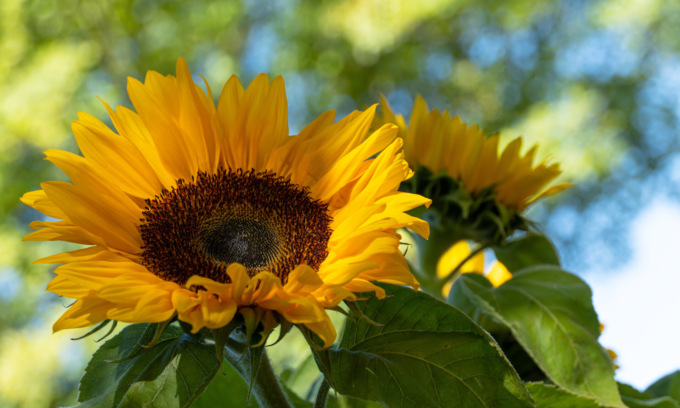 In regalo con la Nuova Periferia i semi di girasole