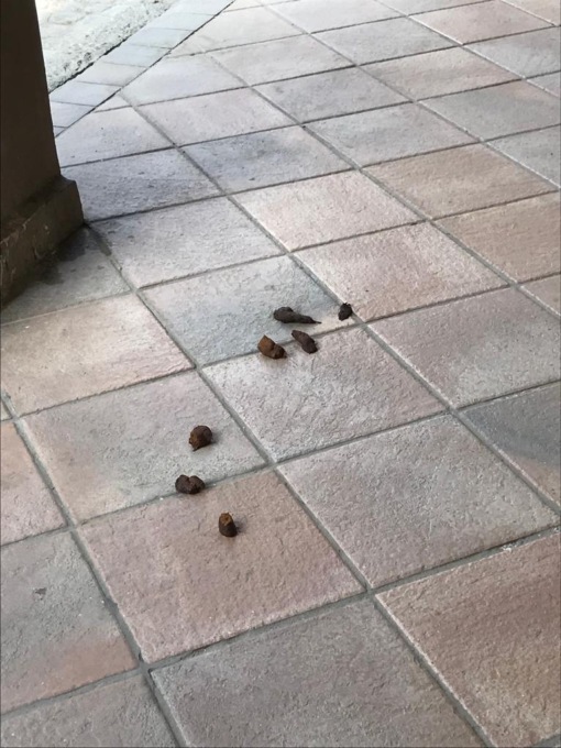 Escrementi sotto i portici: «Intollerabile»