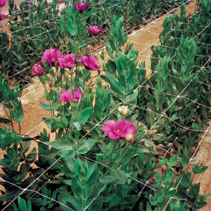 Festa dell’Orto con i bambini delle scuole dell’infanzia