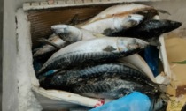 Pesce e carne mal conservati: il blitz