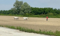 Mucche in fuga a Verolengo, automobilisti fate attenzione FOTO E VIDEO