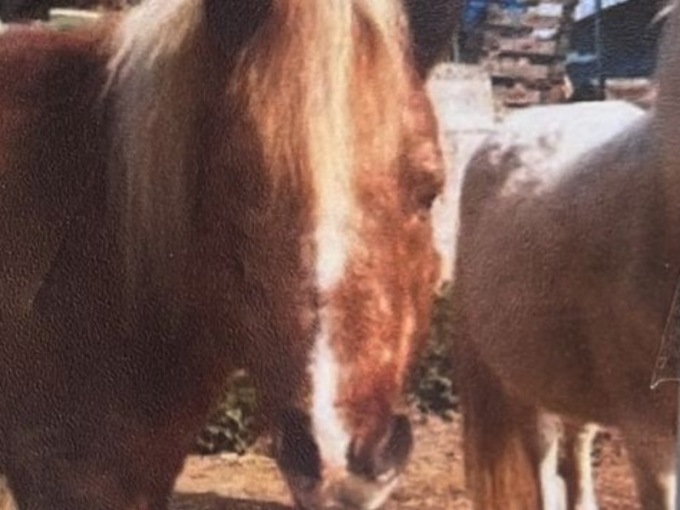 Pony smarrita, l’appello dei proprietari