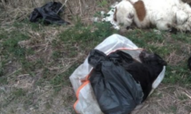 Trovato il killer dei cani: aveva 23 carcasse nel cortile