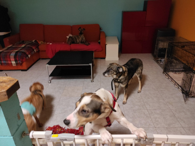 Canile abusivo in un condominio, sanzionata associazione