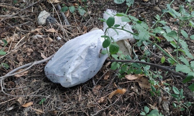 Taglia da duemila euro per il cane morto e abbandonato in un sacco