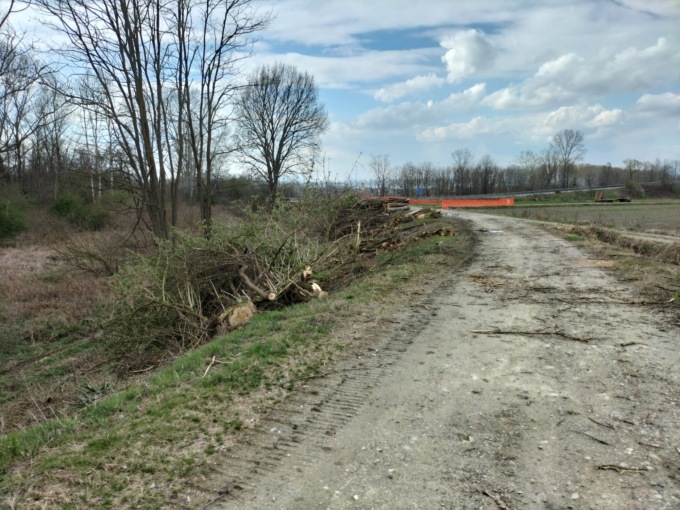 Abbattuti gli alberi del vecchio argine