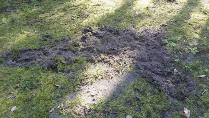 Cinghiali attraversano la strada, è emergenza