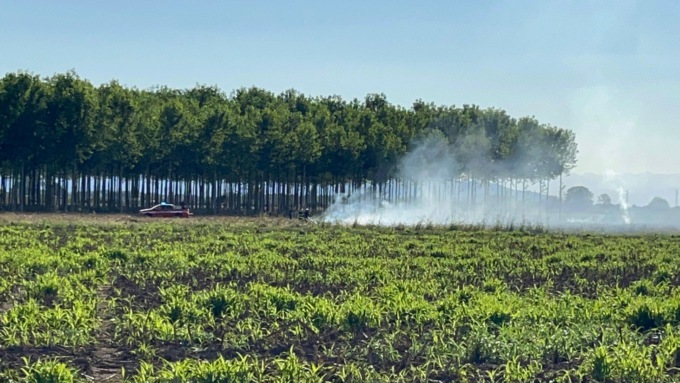 Tutoli di mais bruciati in un campo IL VIDEO