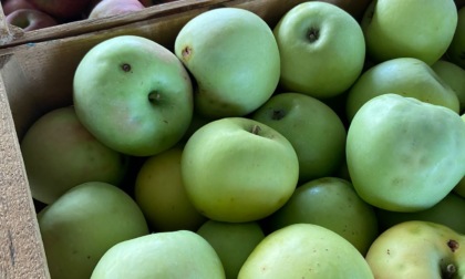 Ladri di mele, il proprietario  del frutteto intensifica i controlli