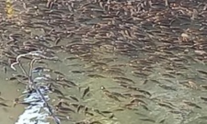 Moria di pesci a Chivasso