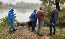 Massa di pesci nel Po a Chivasso, livello di ossigeno nell'acqua molto basso