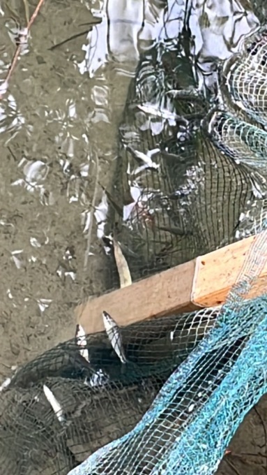 Chivasso, i pesci stanno morendo intrappolati nella rete I VIDEO