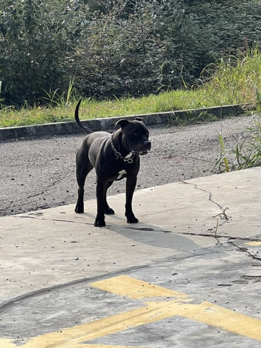 Scomparso un pittbull nero: ricompensa per chi lo ritrova