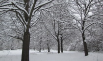 A Natale regala un albero... alla Foresta Condivisa del Po