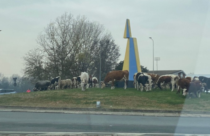 Mandria di mucche invade la rotonda di Chivasso