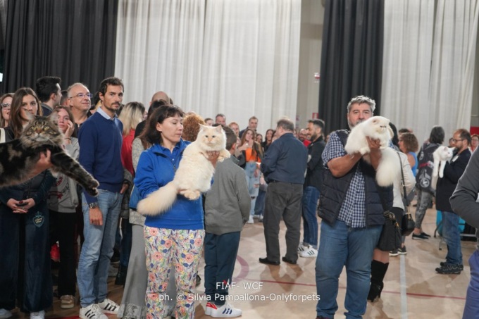 Esposizione Internazionale Felina, tutto pronto a San Mauro