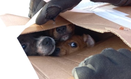 Cuccioli di cane abbandonati in una scatola