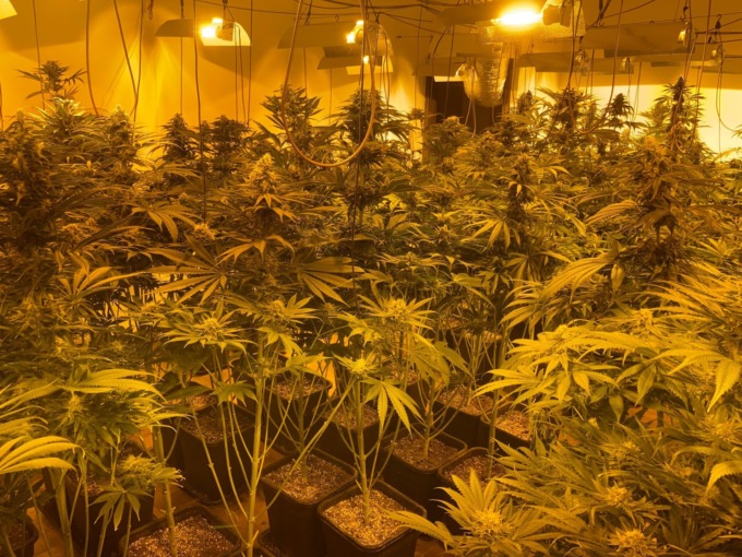 Marijuana, scoperta una cascina trasformata in serra
