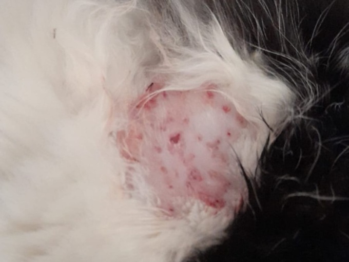 Colpi di fucile e strane sparizioni di gatti