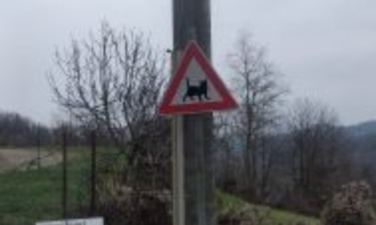 Arriva il cartello stradale «Attenzione ai gatti»