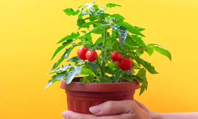 In edicola con la Nuova Periferia i pomodori ciliegino