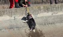 Cane caduto nel canale Cimena, salvato dai Vigili del Fuoco