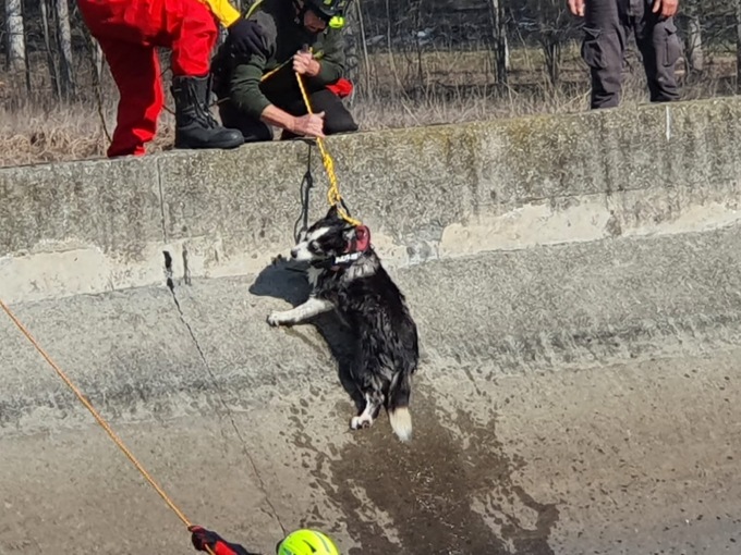 Cane caduto nel canale Cimena, salvato dai Vigili del Fuoco