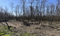 Parco del Po, un paradiso vero per gli amanti del verde