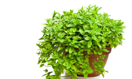 Questa settimana in regalo con la Nuova Periferia i semi di menta