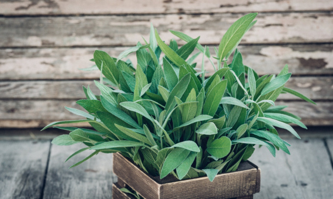 Questa settimana in regalo con la Nuova Periferia i semi di salvia