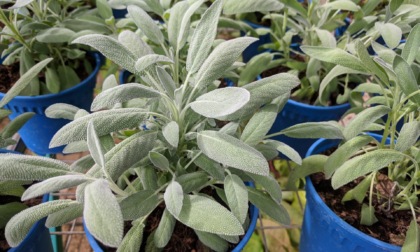 Salvia: pianta aromatica forte e “sana”
