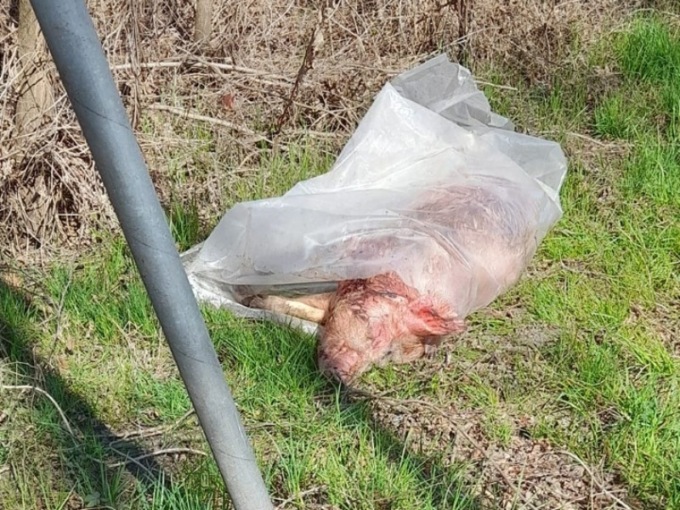 Maiale morto trovato in campagna