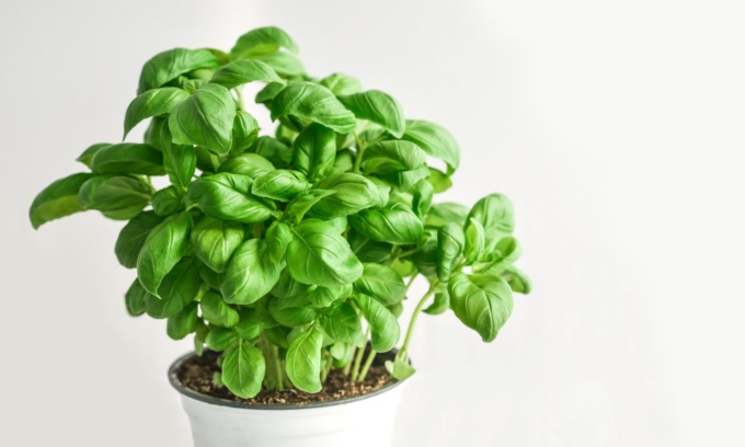 Questa settimana in regalo con la Nuova Periferia il basilico
