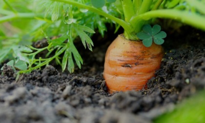 Questa settimana la Nuova Periferia regala le carote