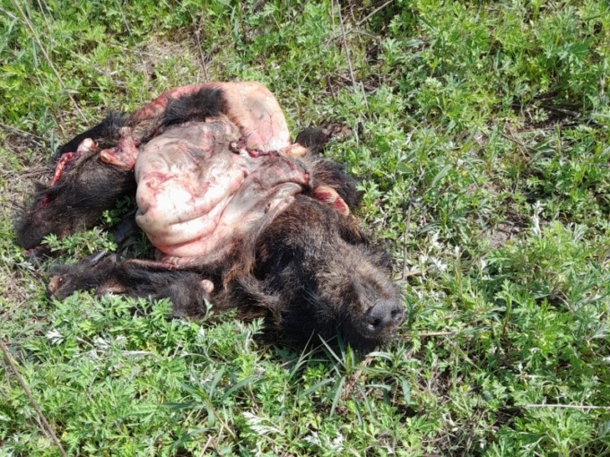 Macellano un cinghiale, testa e pelle abbandonati in campagna