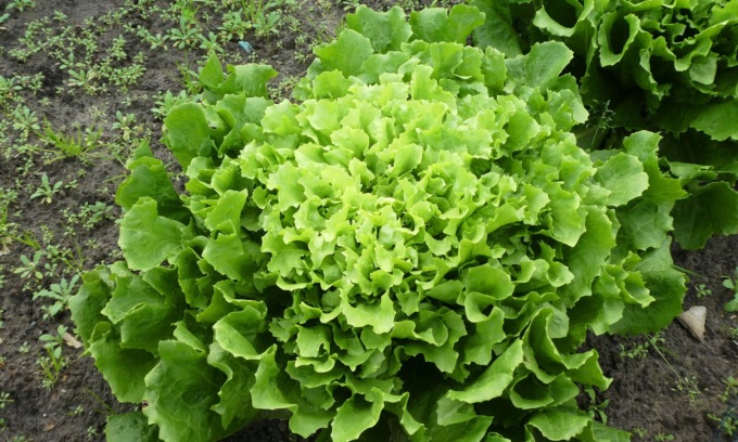 In regalo con la Nuova Periferia l’indivia scarola verde