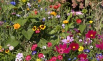 Questa settimana con la Nuova Periferia dei bellissimi fiori per api
