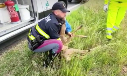 Capriolo salvato dalla Polizia Stradale sull’autostrada