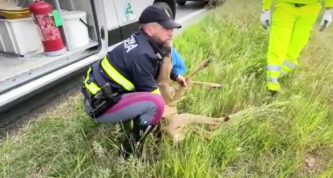 Capriolo salvato dalla Polizia Stradale sull’autostrada