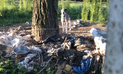 Cani malnutriti  in una villa, coppia denunciata