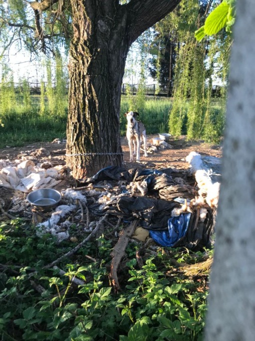 Cani malnutriti  in una villa, coppia denunciata