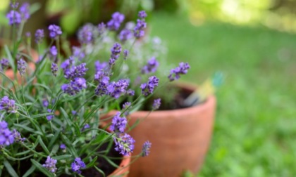 Da oggi con La Nuova Periferia la profumatissima lavanda